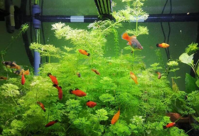 חדר סטנדרט חדר אמבטיה משותף, Aquarium Room Fish And Gastropods