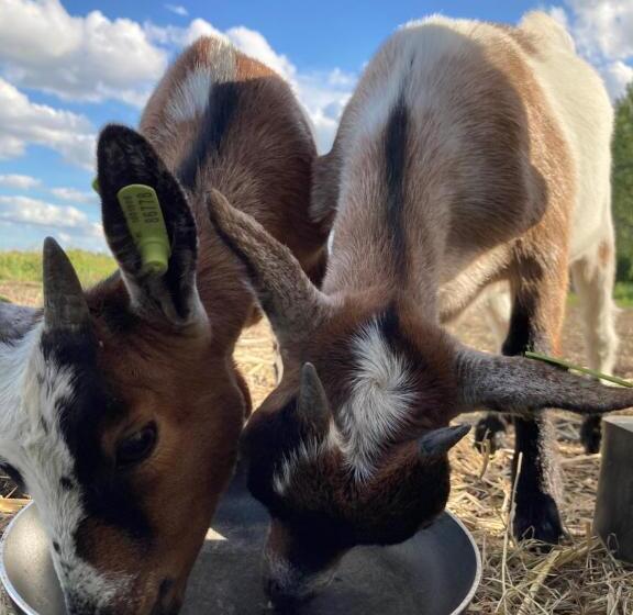 Семейное Студио, B&b Zunderdorp
