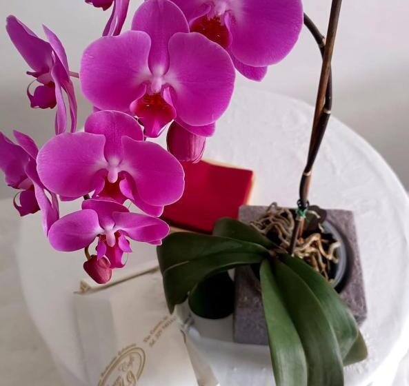 Standard Szoba, Civico 72