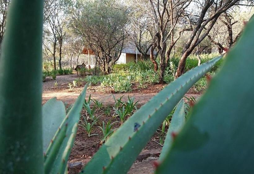 テラス付スーペリアルーム, Tidimalo Lodge