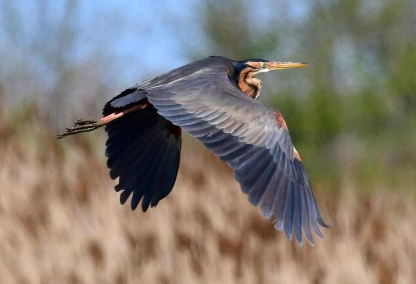 Pokój Rodzinny, I Trepponti