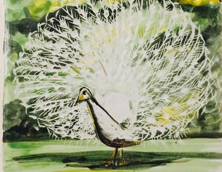 استودیوی لوکس, Il Pavone