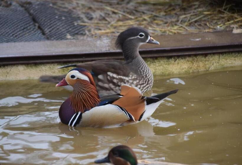 غرفة قياسية سرير كينج, La Bergerie Du Mesnil