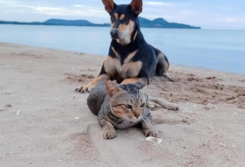 اتاق استاندارد با چشمانداز دریا, Ban Tawansongfa