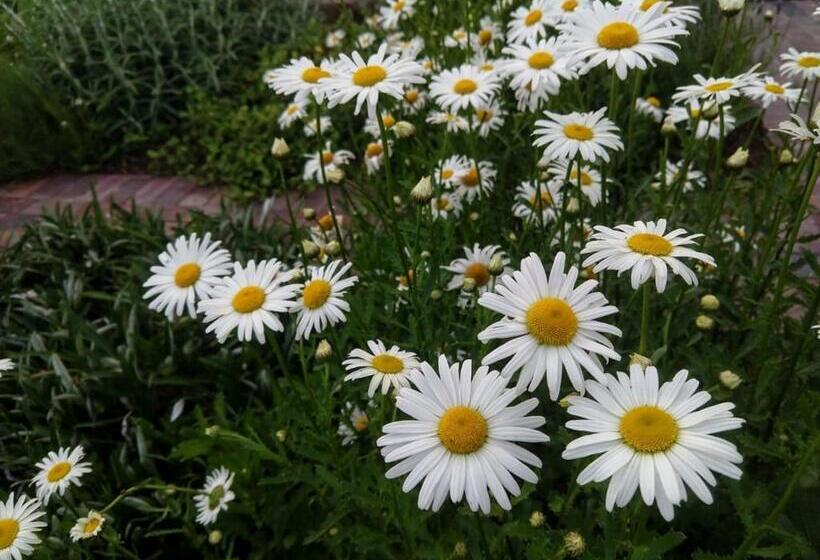 استودیو استاندارد با تراس, Daisy Place