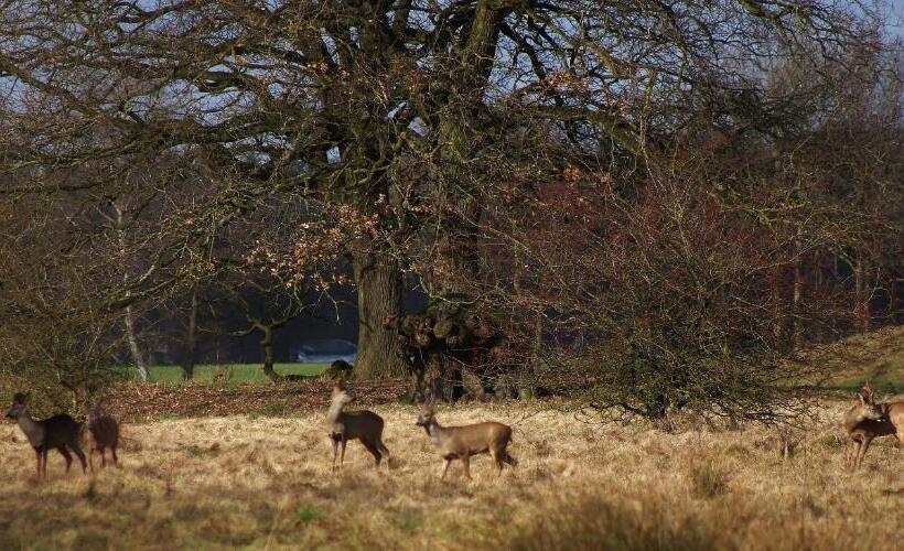 חדר סטנדרט, Brinkesdiek