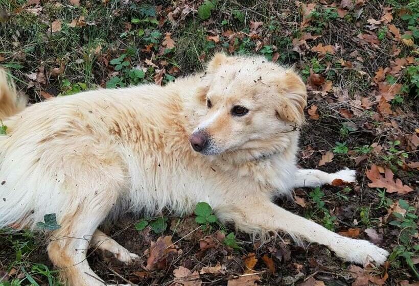 Апартаменты 1 Спальня с Видом, Bioagriturismo Poderaccio