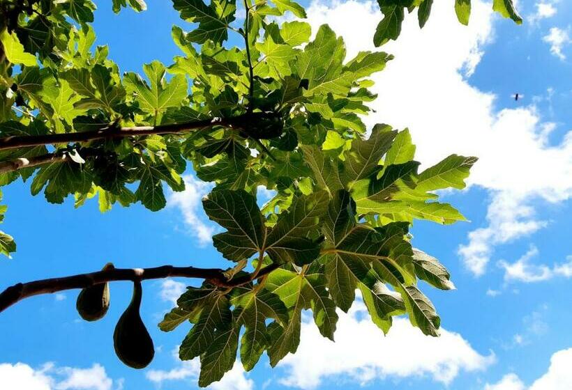 استودیو استاندارد با تراس, Lilafee