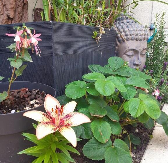 استودیو استاندارد با تراس, Lilafee