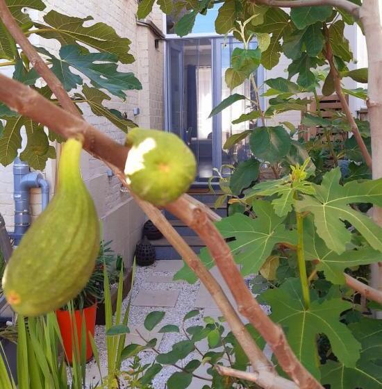 استودیو استاندارد با تراس, Lilafee