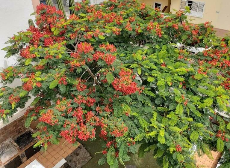 חדר סטנדרט עם מרפסת, Corralejo Garden&relax