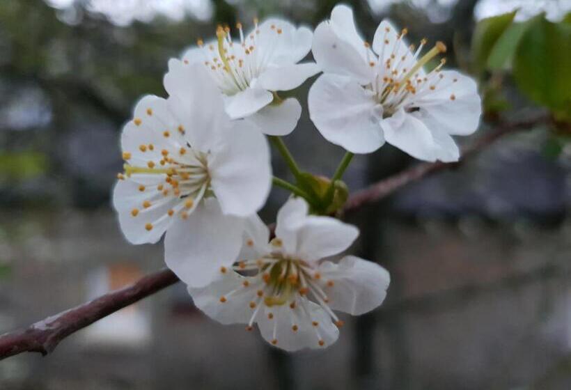 ガーデンビュースタンダードルーム, Couloumine Breizh