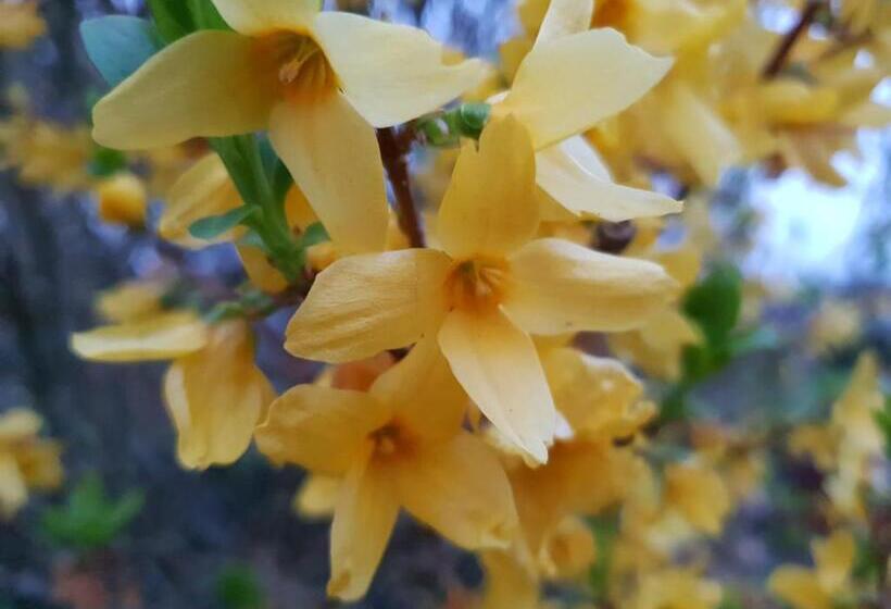 ガーデンビュースタンダードルーム, Couloumine Breizh