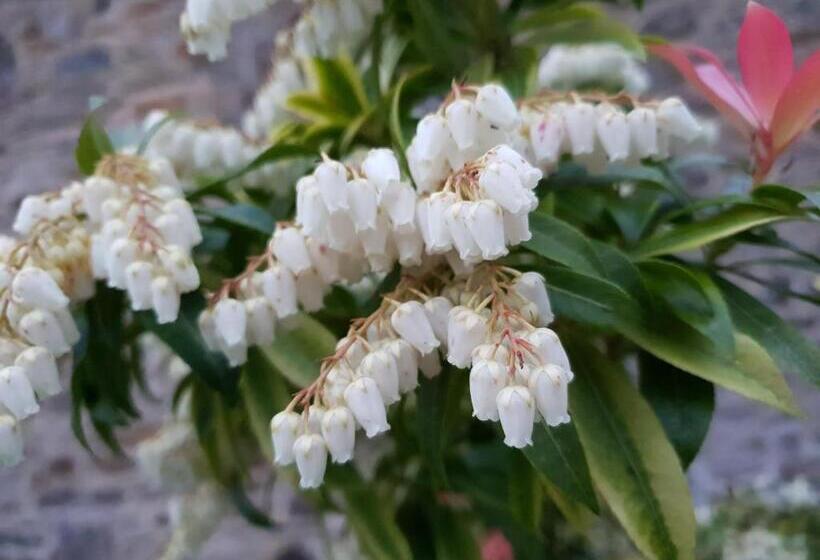 スタンダードルーム, Couloumine Breizh