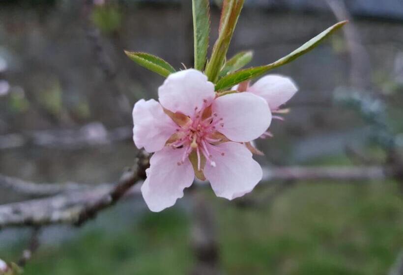 スタンダードルーム, Couloumine Breizh