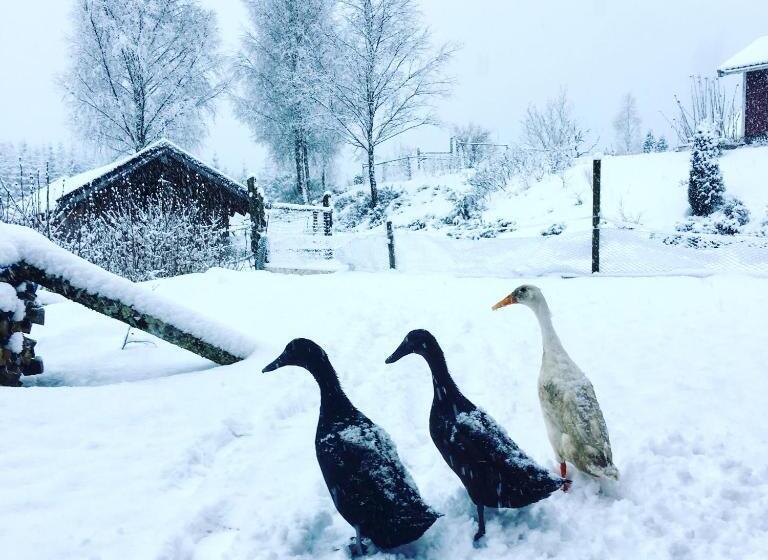 غرفة قياسية حمام مشترك, Escape To Paulssonpaleo