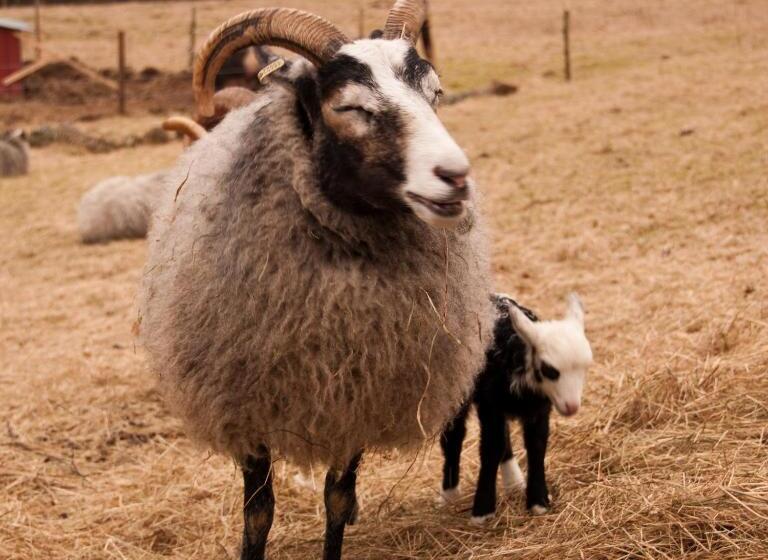 غرفة قياسية, Escape To Paulssonpaleo