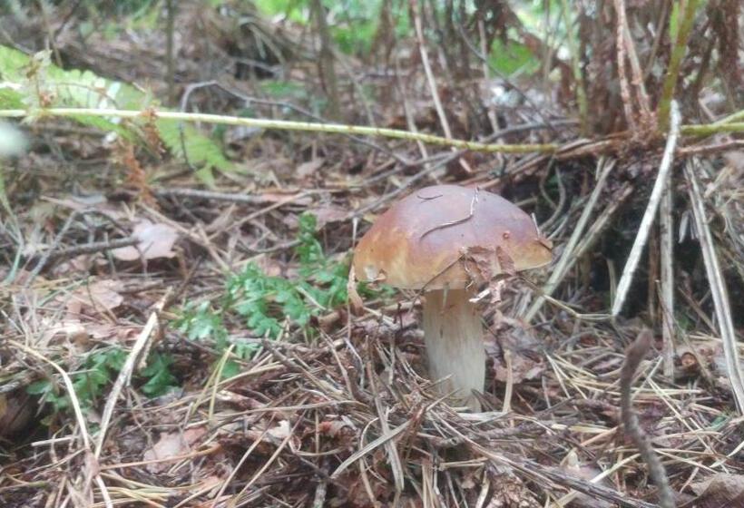 패밀리 주니어 스위트, Privát U Zdenky