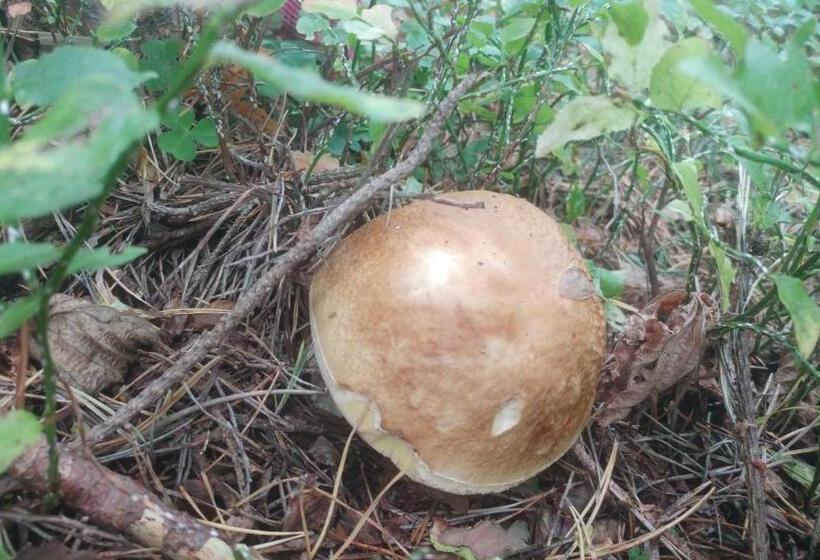 패밀리 주니어 스위트, Privát U Zdenky