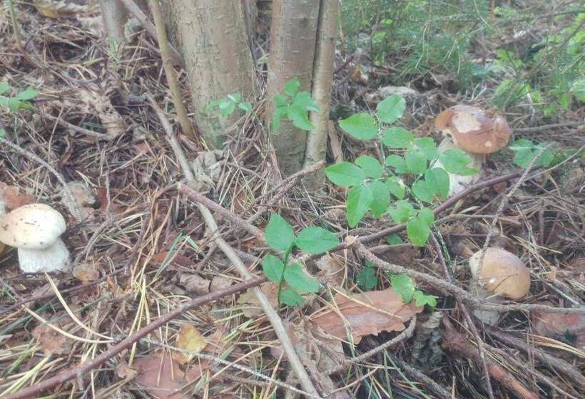 패밀리 주니어 스위트, Privát U Zdenky