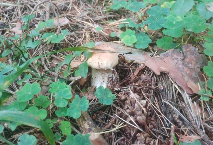 패밀리 주니어 스위트, Privát U Zdenky