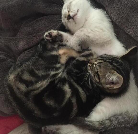 חדר סטנדרט נוף לגינה, La Maison De Caroline