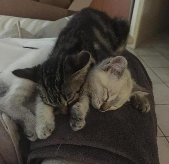 חדר סטנדרט, La Maison De Caroline