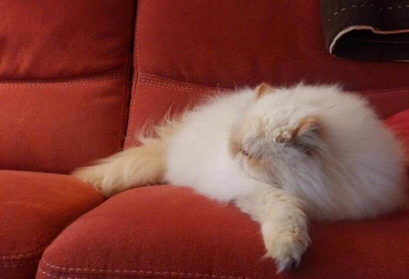 اتاق استاندارد, Chez Jak Et Laurent