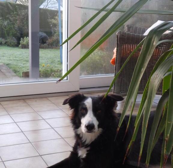 اتاق استاندارد, Chez Jak Et Laurent