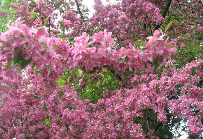 带共用浴室的标准房间, Magnolia B&b