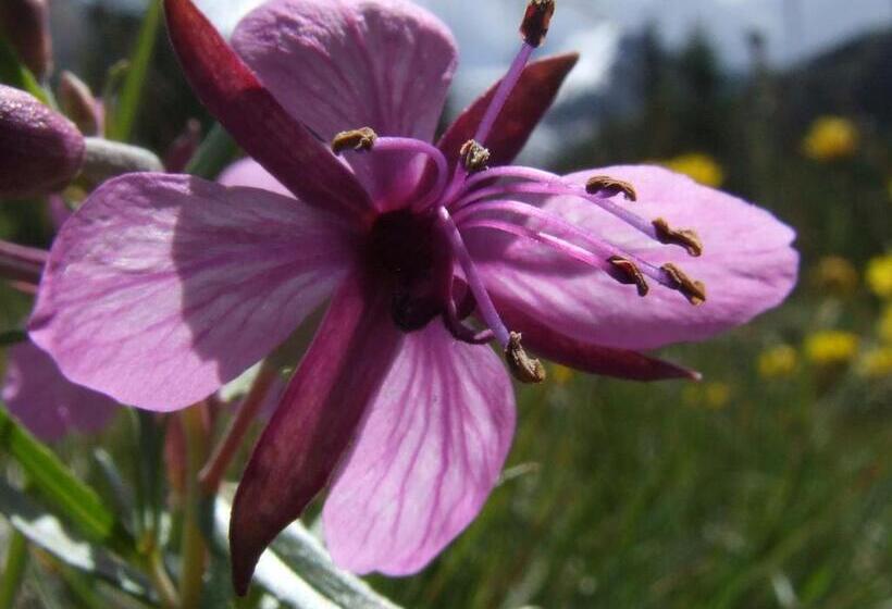 اتاق عادی, Residence Iris Beb