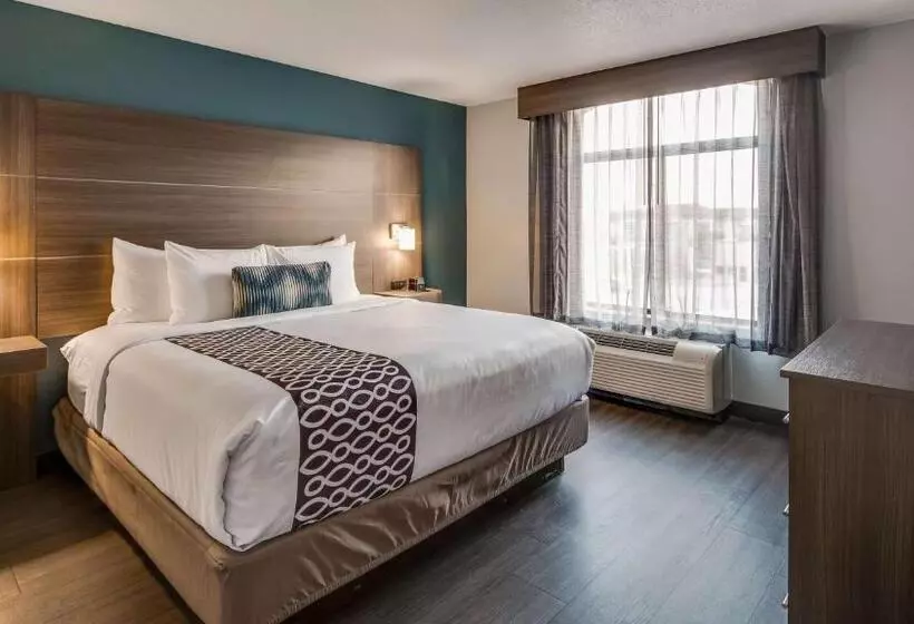 身障者適用キングサイズベッドルーム, Best Western  Plus Champaign/urbana Inn