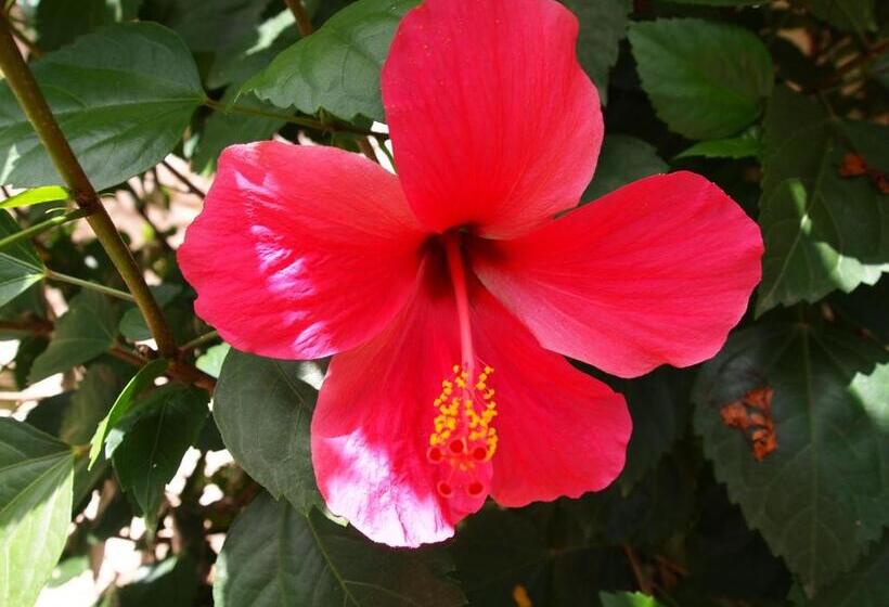 سوییت, Hibiscus House Gambia