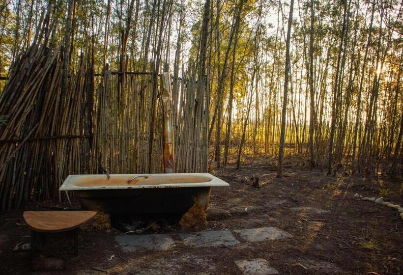 标准间, Forest Harmony