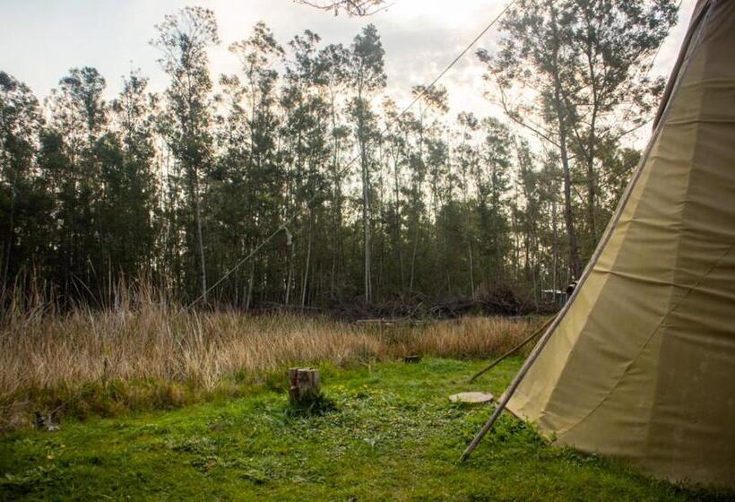 标准间内部标间, Forest Harmony