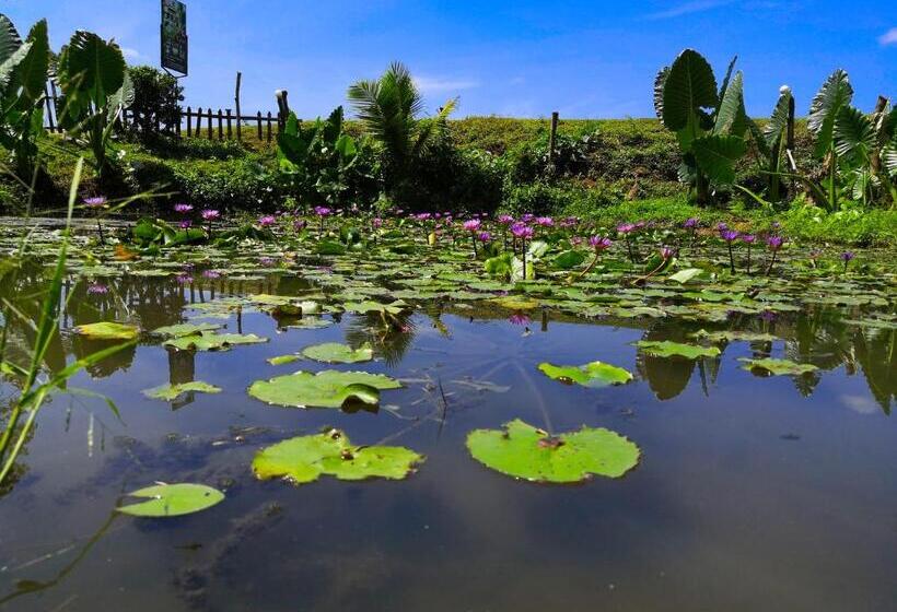 اتاق خانوادگی, Birds View