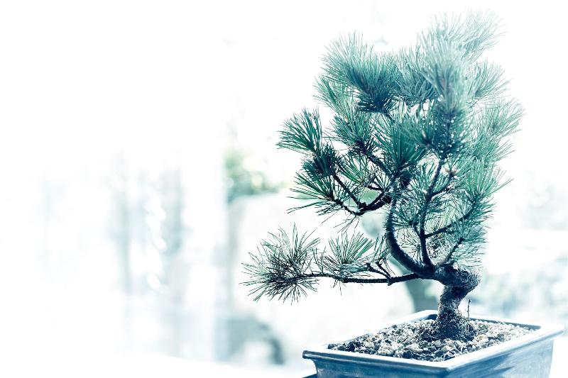 سوییت, The Ritzcarlton, Kyoto