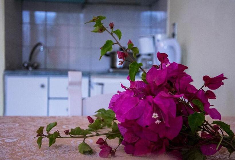 Студия Стандарт, Alkion