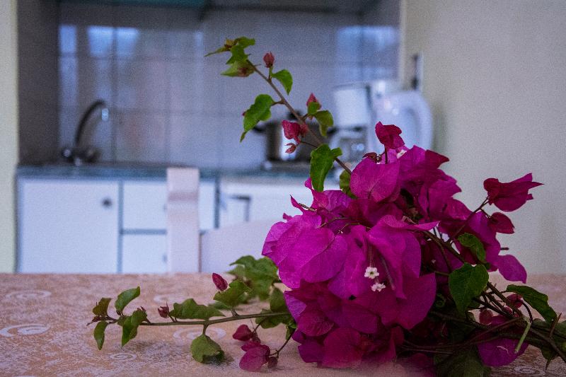 Студия Стандарт, Alkion