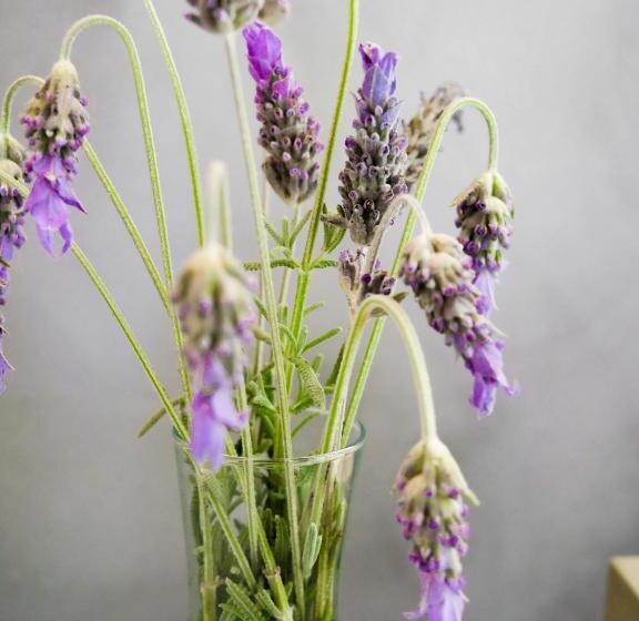 اتاق استاندارد با تراس, Vivenda Brito