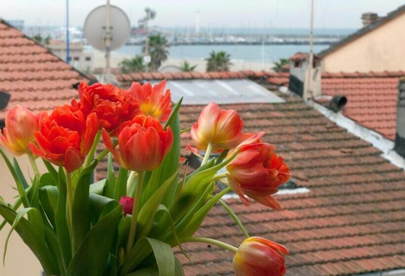 اتاق اکونومی یک تخته, Dolly