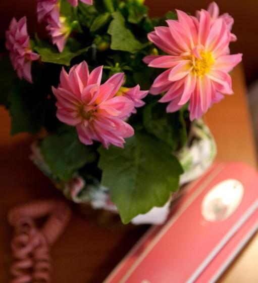 اتاق استاندارد یک نفره, Dolly