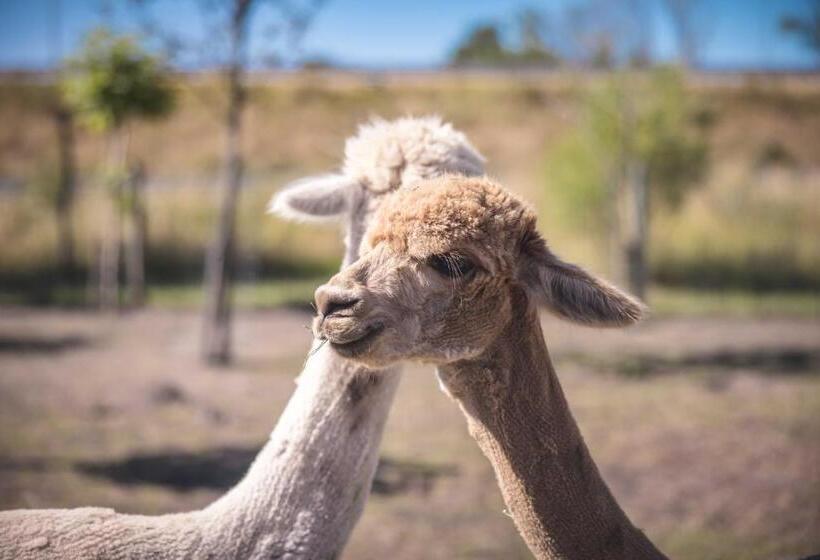 Standard Tent, Boris & Barney