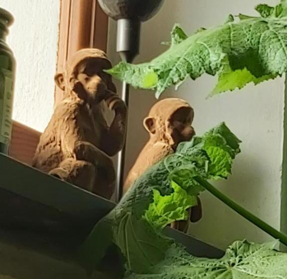 جناح عائلي, Rana Cantante