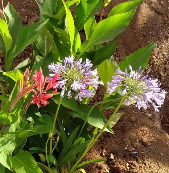 וילה עם חדר שינה אחד ובריכת שחיה, Starbal Love