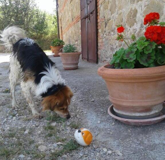 1ベッドルームアパートメント, Agriturismo Barbi