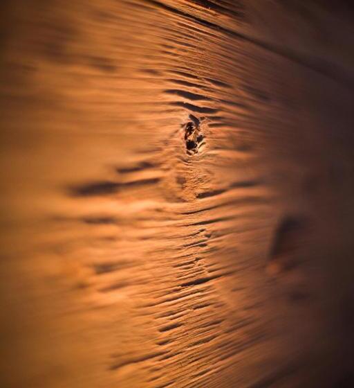 舒适型单人间, Arosa Vetter