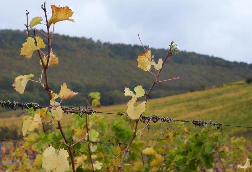 إستوديو قياسى, Marcia Donatti   A L Ombre Des Coteaux Sao Paulo