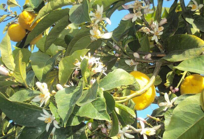 マウンテンビュースタンダードルーム, La Zagara