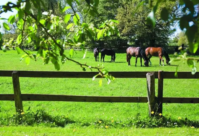 Standard-huone, Ole Liese